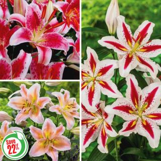 Oriental Lily Collection Thumbnail